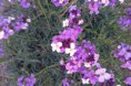 /album/fotogaleria-fotogaleria/imag0803-jpg/